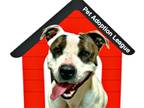 Adopt Izzy - (Adoption Sponsored) a White - with Brown or Chocolate American