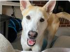 Adopt Declan a Tan/Yellow/Fawn - with White German Shepherd Dog / Husky / Mixed