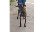 Adopt TALLY dh a Brindle - with White Dutch Shepherd / Labrador Retriever /