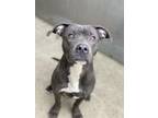 Adopt Everglades a Gray/Blue/Silver/Salt & Pepper American Pit Bull Terrier /