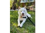 Adopt Crumbles a White Siberian Husky / Mixed dog in Carrollton, TX (39486900)