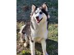 Adopt Roux a Black - with White Siberian Husky / Mixed dog in Carrollton