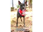 Adopt David a Brindle Mountain Cur / Mixed dog in Toronto, ON (41094786)