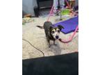 Adopt Hana a Black - with Tan, Yellow or Fawn Dachshund / Beagle / Mixed dog in