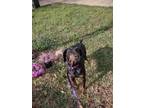 Adopt Debbie a Black - with Tan, Yellow or Fawn Doberman Pinscher / Mixed dog in