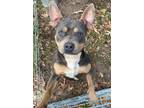 Adopt Stitch a Tricolor (Tan/Brown & Black & White) American Pit Bull Terrier /