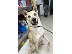 Adopt Dingo a Tan/Yellow/Fawn Shepherd (Unknown Type) / Mixed dog in Moses Lake