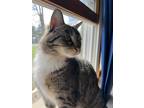 Adopt Yzma a Brown Tabby Domestic Shorthair (short coat) cat in Covington