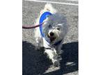 Adopt ZIGGY a White Terrier (Unknown Type, Small) / Mixed dog in Huntington