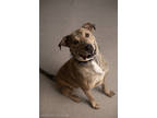 Adopt Porky a Tan/Yellow/Fawn Labrador Retriever / Mixed Breed (Medium) / Mixed