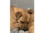 Adopt 55606099 a Tan/Yellow/Fawn Labrador Retriever / Mixed dog in Los Lunas