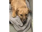 Adopt 55606111 a Tan/Yellow/Fawn Labrador Retriever / Mixed dog in Los Lunas