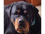 Adopt Stormi a Tan/Yellow/Fawn Rottweiler dog in Philadelphia, PA (40896665)