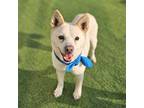 Adopt Puri a White Jindo / Mixed dog in Kirkland, WA (41017707)