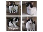 Adopt CHOPPER a Black & White or Tuxedo Domestic Shorthair (short coat) cat in