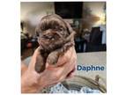 Shih Tzu Puppy for sale in Ada, OK, USA
