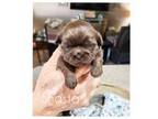 Shih Tzu Puppy for sale in Ada, OK, USA