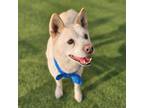 Adopt Puri a White Jindo / Mixed dog in Ottawa, ON (41017674)