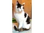 Adopt Genna a Calico / Mixed (short coat) cat in St. Francisville, LA (41037575)