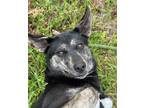 Adopt Nina a German Shepherd Dog / Mixed dog in Darlington, SC (40697201)
