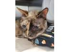 Adopt Delilah a Tan or Fawn Siamese / Domestic Shorthair / Mixed cat in