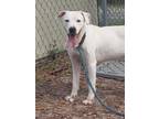 Adopt Quinn a White Mixed Breed (Small) / Mixed Breed (Medium) / Mixed (short