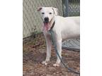 Adopt Quinn a White Mixed Breed (Large) / Mixed dog in Green Cove Springs