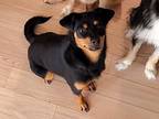 Adopt Lylla(I) a Black - with Tan, Yellow or Fawn Dachshund / Jindo / Mixed dog