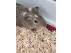 Adopt Darwin a Guinea Pig small animal in POMONA, NY (41088486)