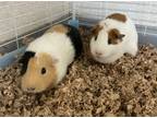 Adopt Cali (gp)-Bonded to Patches a Guinea Pig small animal in POMONA