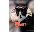 Adopt Bart (Annex Cat) a Domestic Shorthair / Mixed (short coat) cat in POMONA