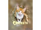 Adopt Beth a Domestic Shorthair / Mixed (short coat) cat in POMONA