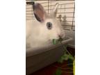 Adopt Ponya a Blanc de Hotot / Mixed (short coat) rabbit in POMONA