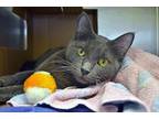 Adopt Ms. Gray a Gray or Blue Domestic Shorthair / Domestic Shorthair / Mixed