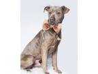 Adopt Benni - a Brown/Chocolate American Pit Bull Terrier / Mixed dog in