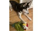 Adopt Haydees a Gray/Silver/Salt & Pepper - with White Husky / Mixed dog in