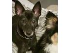 Adopt Leeju (HDS) a Gray/Silver/Salt & Pepper - with White Manchester Terrier /