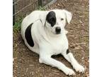 Adopt Meadow a White Labrador Retriever / Mixed Breed (Medium) / Mixed (short