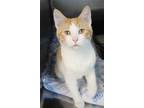 Adopt Ares a White (Mostly) Domestic Shorthair (short coat) cat in House