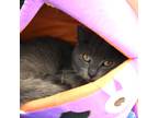 Adopt Margaret a Gray or Blue Domestic Shorthair / Domestic Shorthair / Mixed