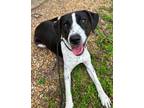 Adopt Manteo a Black Hound (Unknown Type) / Mixed dog in Greenville