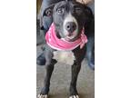 Adopt Monica a Black Labrador Retriever / Mixed Breed (Medium) / Mixed (short