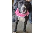 Adopt Monica a Black Labrador Retriever / Mixed dog in LaHarpe, KS (40702379)