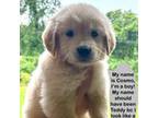 Golden Retriever Puppy for sale in Arlington, KY, USA