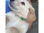 Golden Retriever Puppy for sale in Arlington, KY, USA