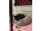 Adopt Magic a Domestic Shorthair / Mixed (short coat) cat in Fort Walton Beach
