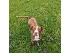 Adopt Maggie a Brown/Chocolate American Pit Bull Terrier / Rat Terrier / Mixed