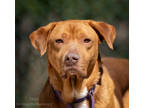 Adopt Howl Holloman a Tan/Yellow/Fawn Hound (Unknown Type) / Mixed Breed