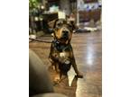 Adopt Goyard a Black Mixed Breed (Medium) / Mixed dog in Fort Worth