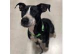 Adopt Cooper a Black - with White Labrador Retriever / German Shorthaired